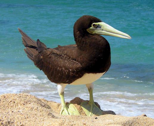 brown booby 640x426