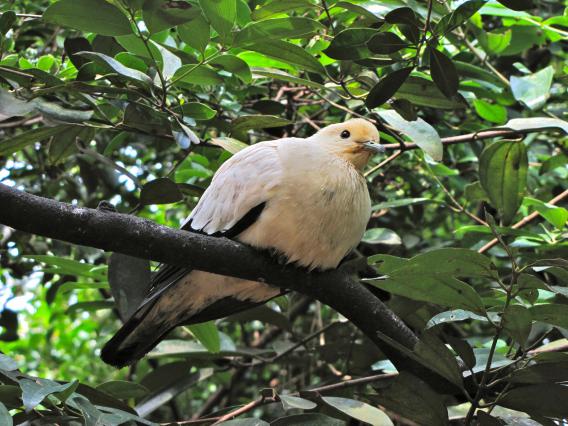 ducula bicolor pied imperial pigeon 640x426