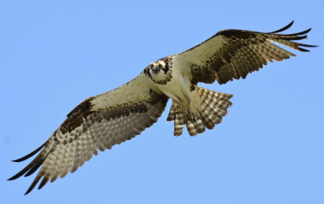 osprey in flight over lake wylie 640x426