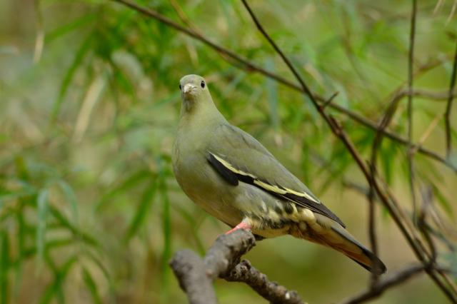 pink necked green pigeon female treron vernans 640x426