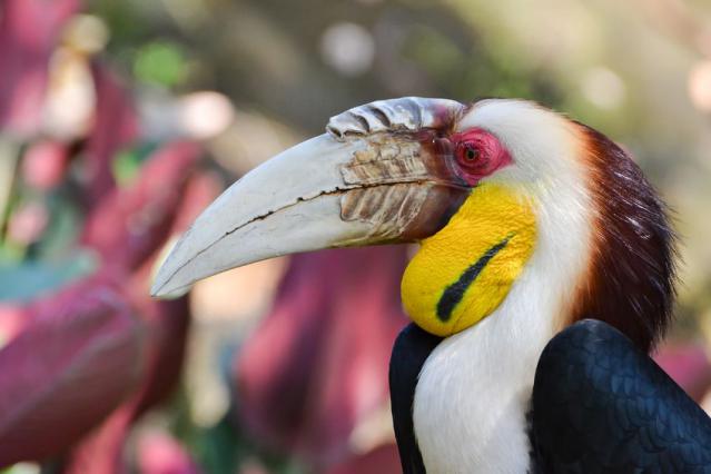 wreathed hornbill 640x426