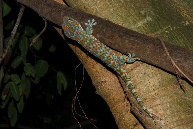 gekko gecko tokay gecko 640x426