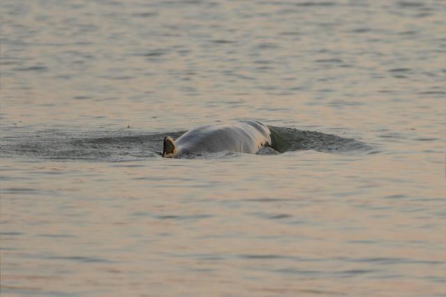 irrawaddy dolphin at sundarban national park 27102012 640x426