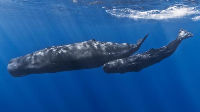 mother and baby sperm whale 640x426