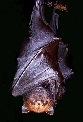 pteropus hypomelanus small flying fox 640x426