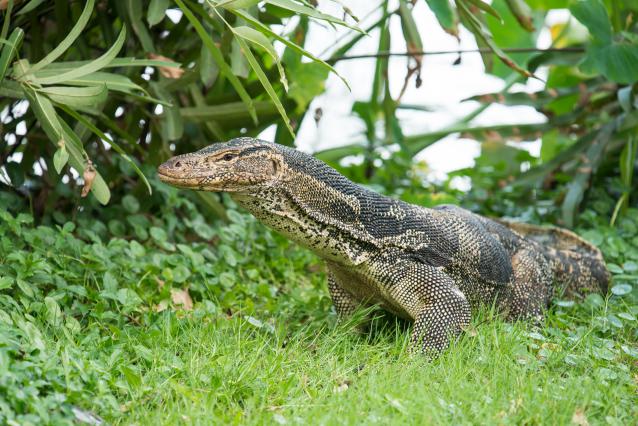 varanus salvator water monitor 640x426