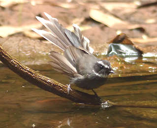 white throated fantail