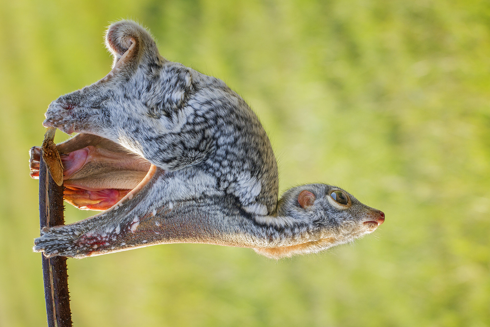 flying lemur
