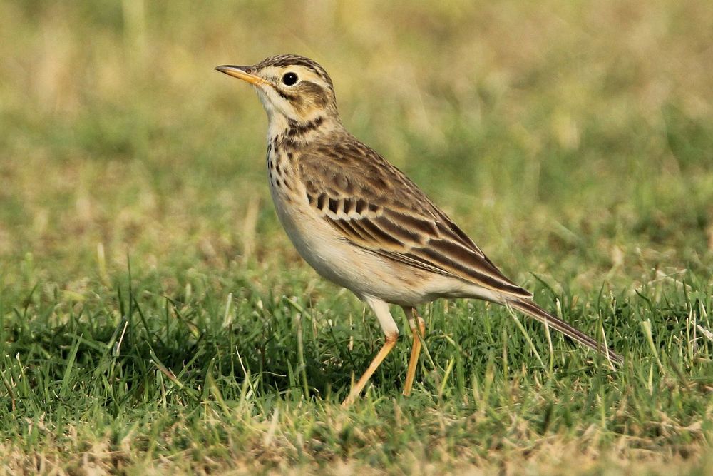 Richard's pipit
