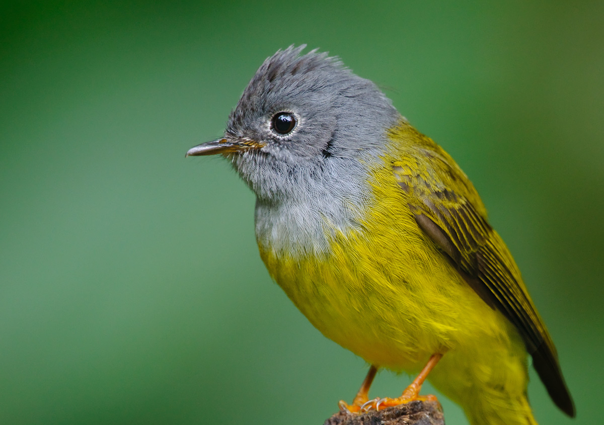 Gray Headed Flycatcher