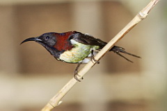 black throated sunbird 01