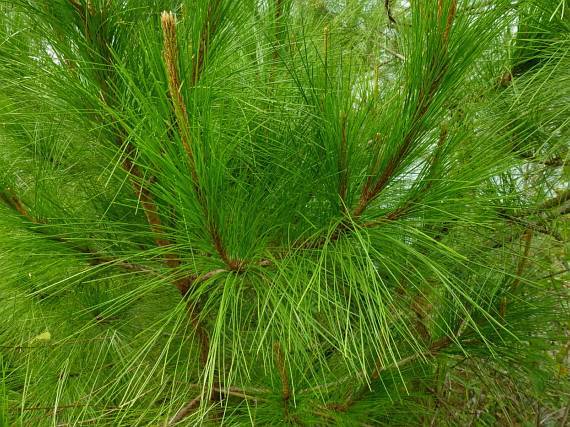 Pinus Merkusii Jungh