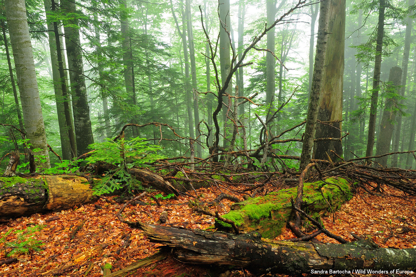 virgin forests