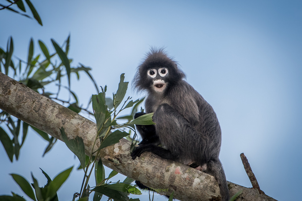 Phayre`s leaf monkey