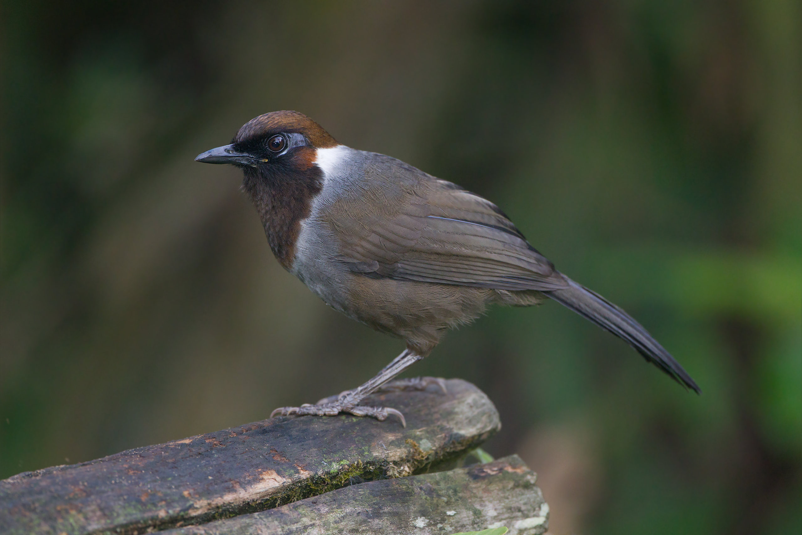 white necked laughingthrush