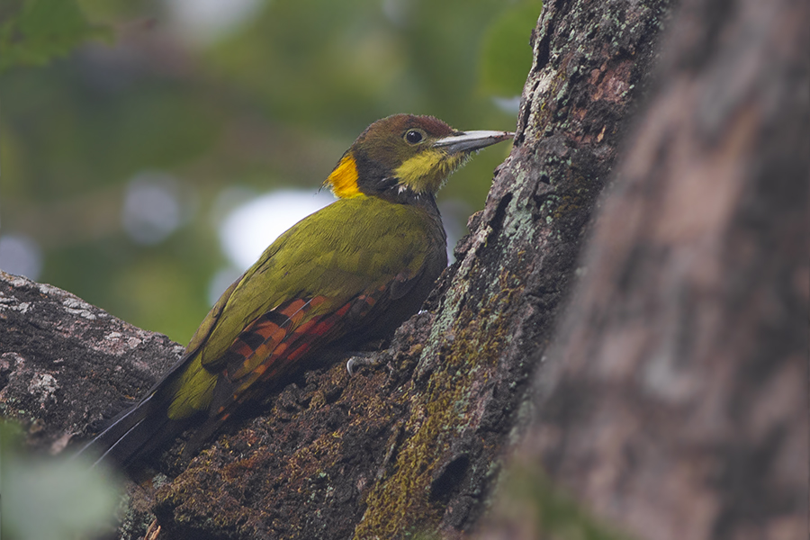 greater yellownape