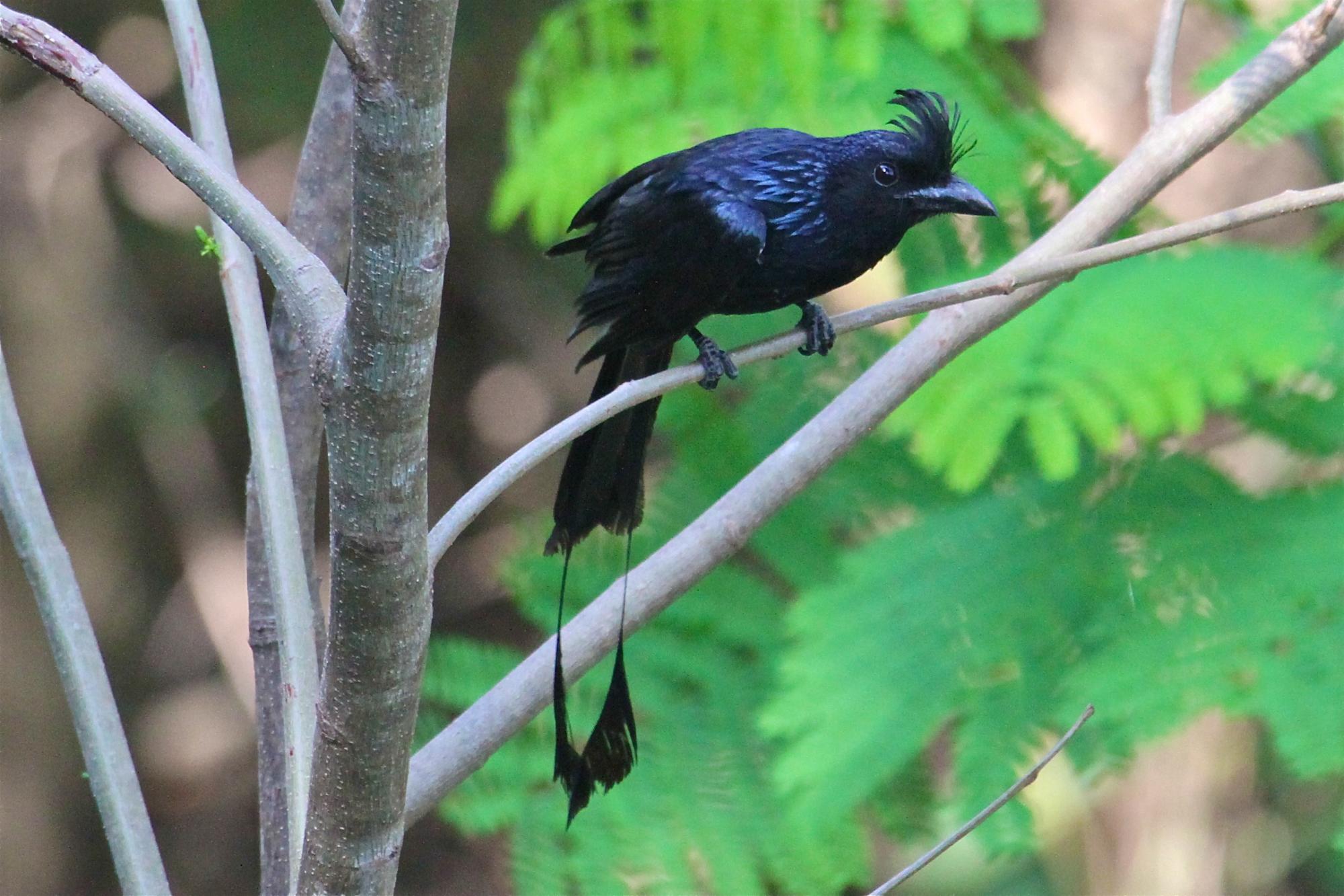 Greater Racket tailed Drongo