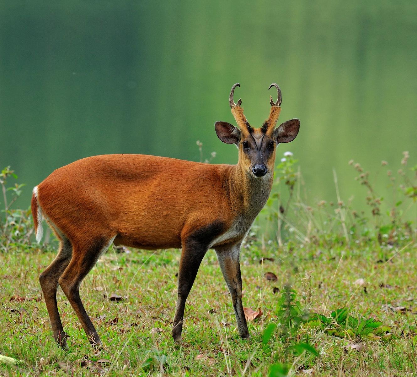 BarkingDeer