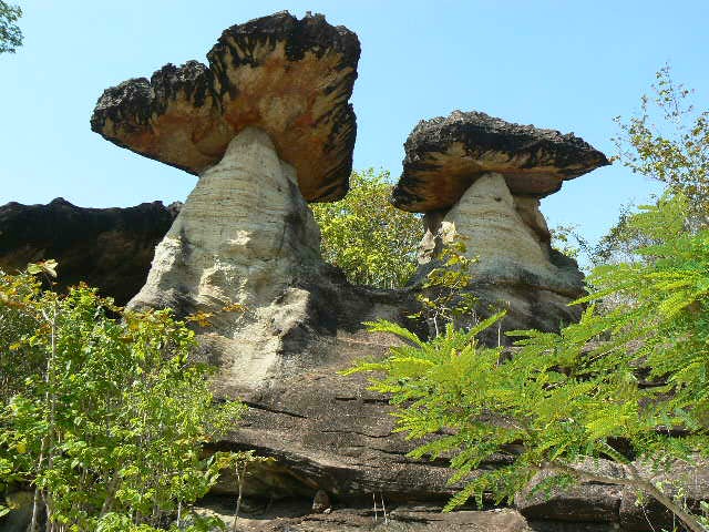 sao chaling mushroom