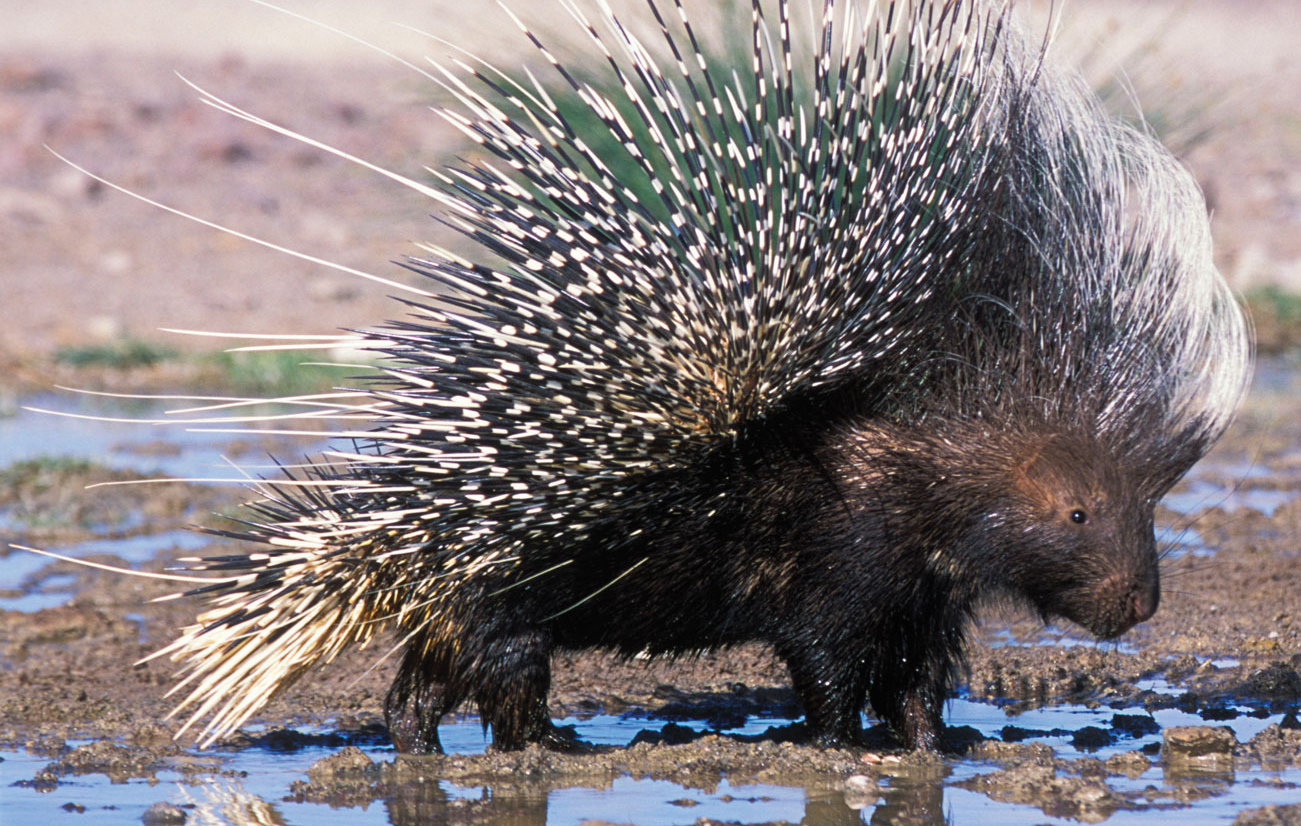 Porcupine4