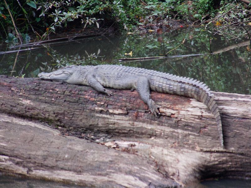 croc
