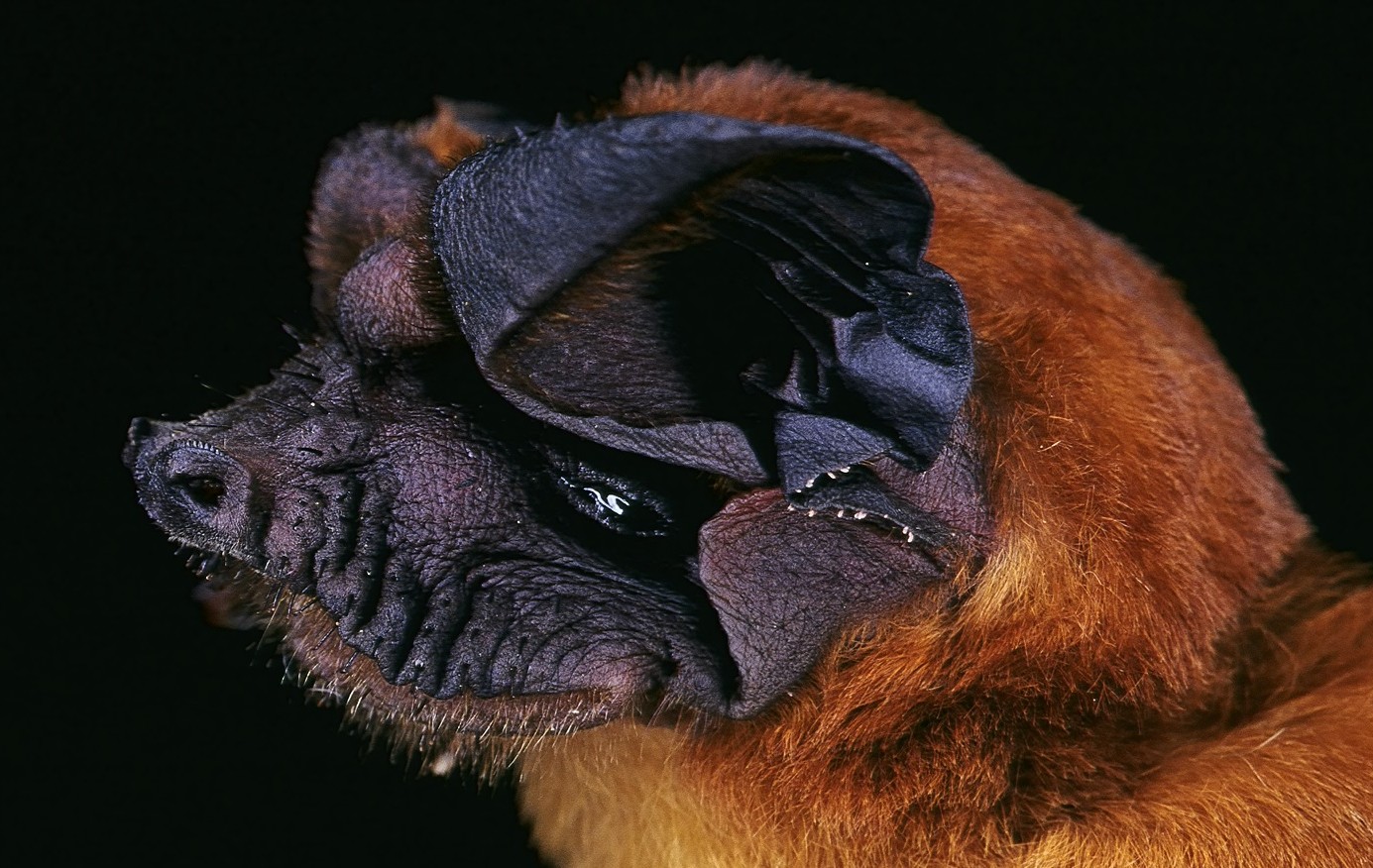 flagermus