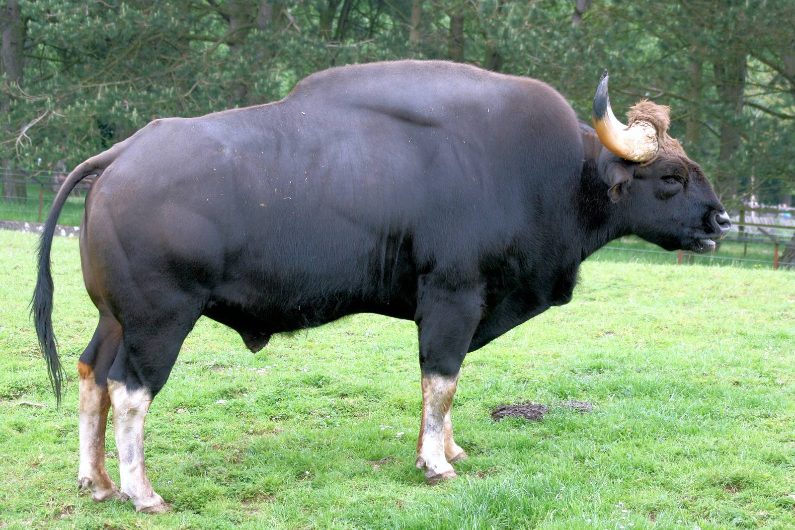 gaur2