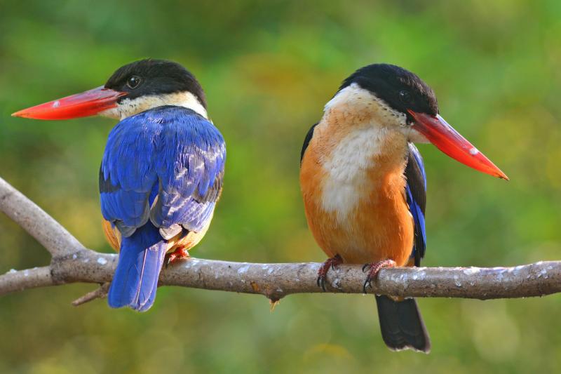 halcyon pileata black capped kingfisher 800x600