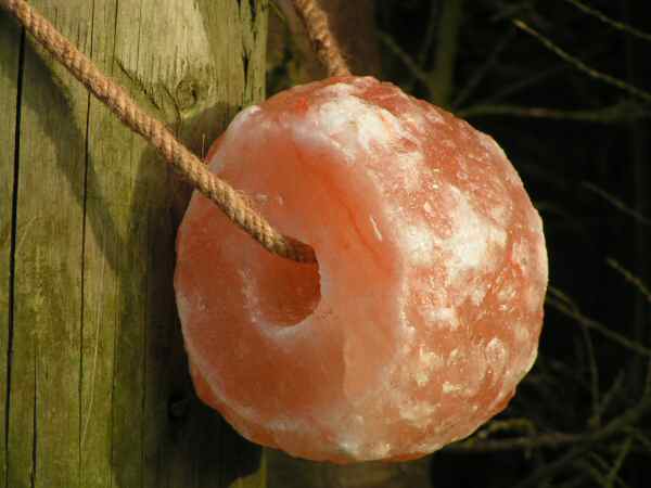 himalayan salt lick