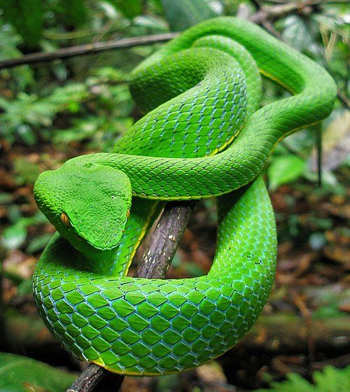 snake
