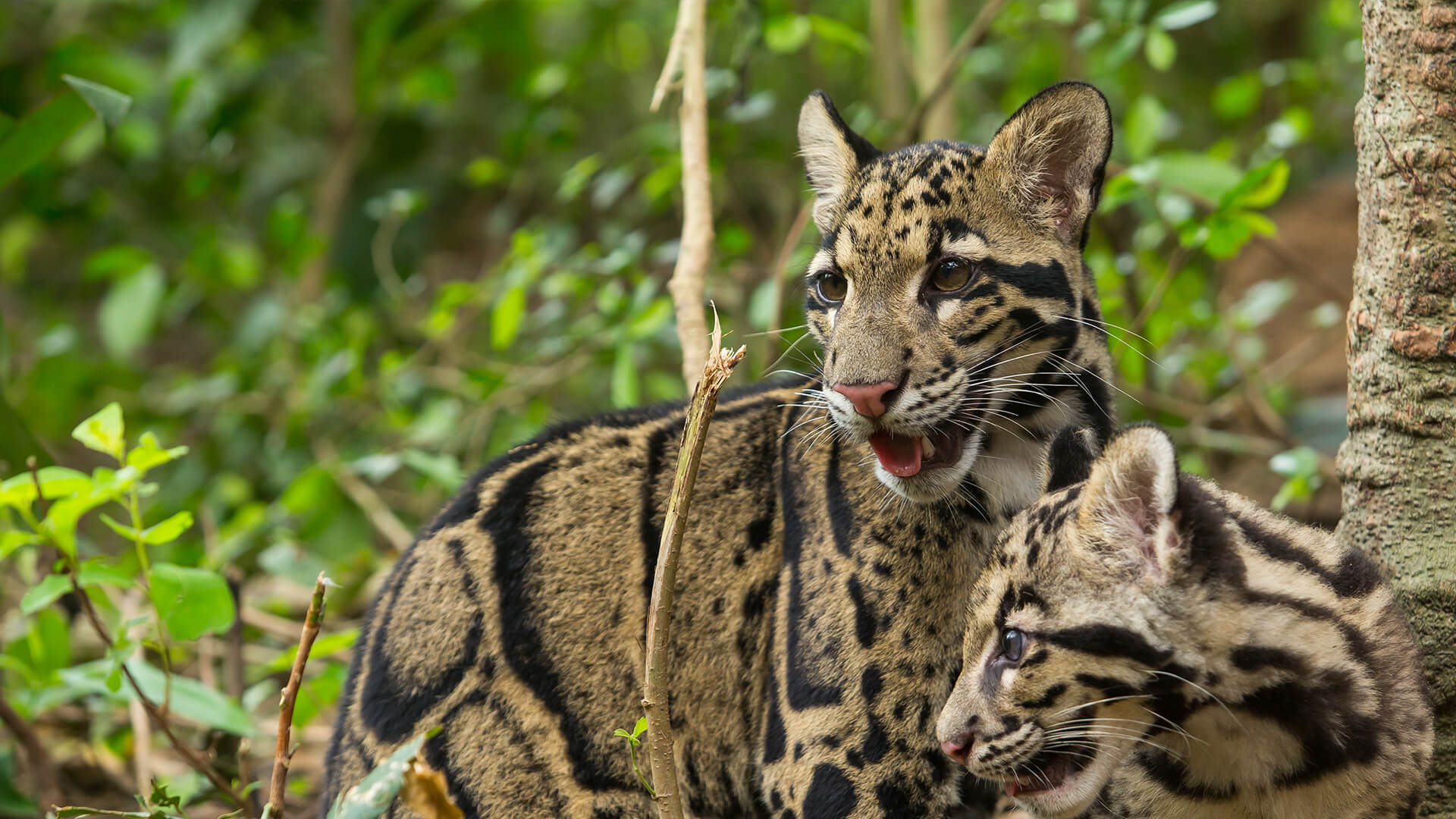clouded leopard