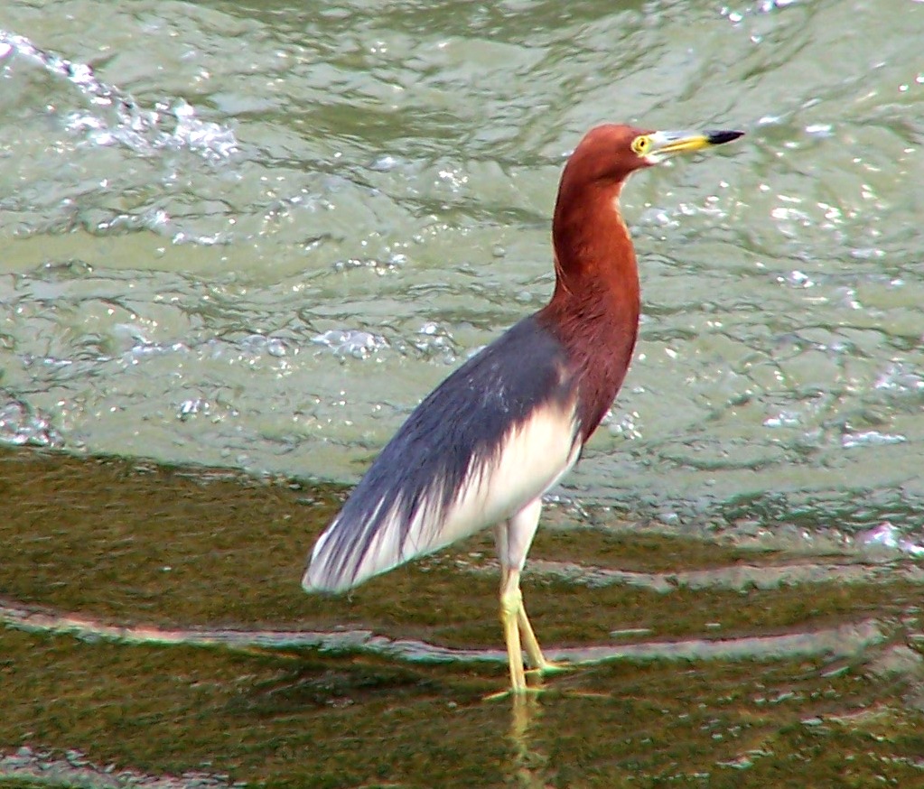 Chinese Pond Heron in Summer