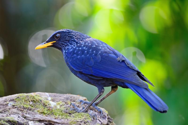 blue whistling thrush 800x600