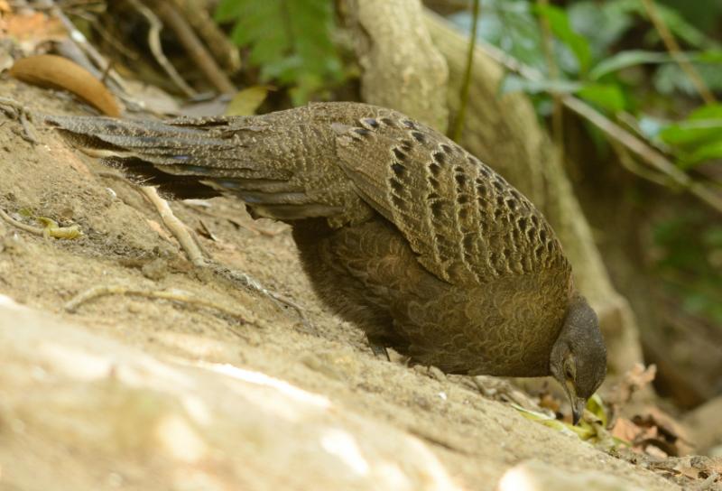 grey peacock pheasant female 800x600