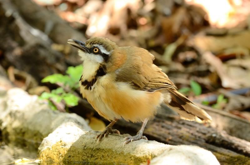 lesser necklaced laughingthrush garrulax moniliger 800x600