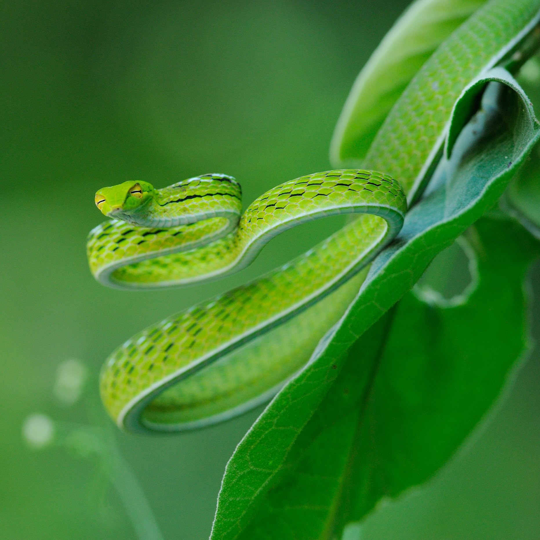 Oriental vine snake 
