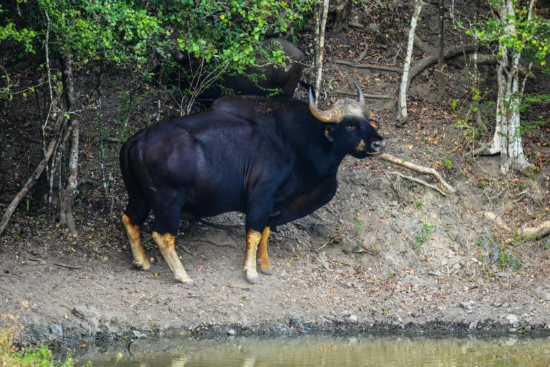 bos gaurus gaur kaeng krachan national park 800x600