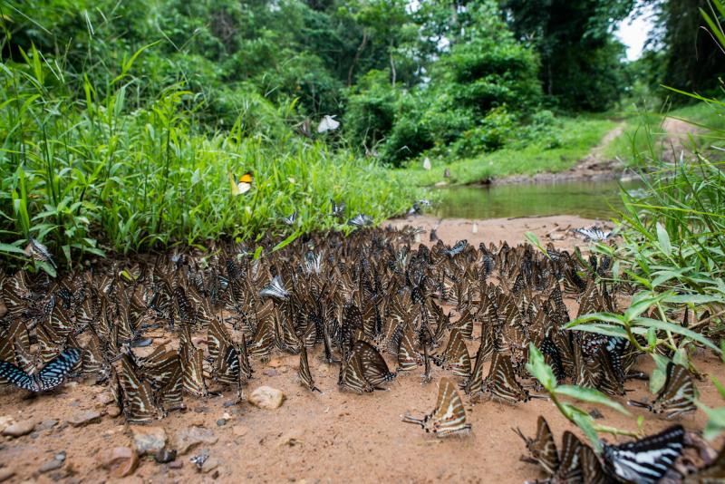 butterflies 800x600