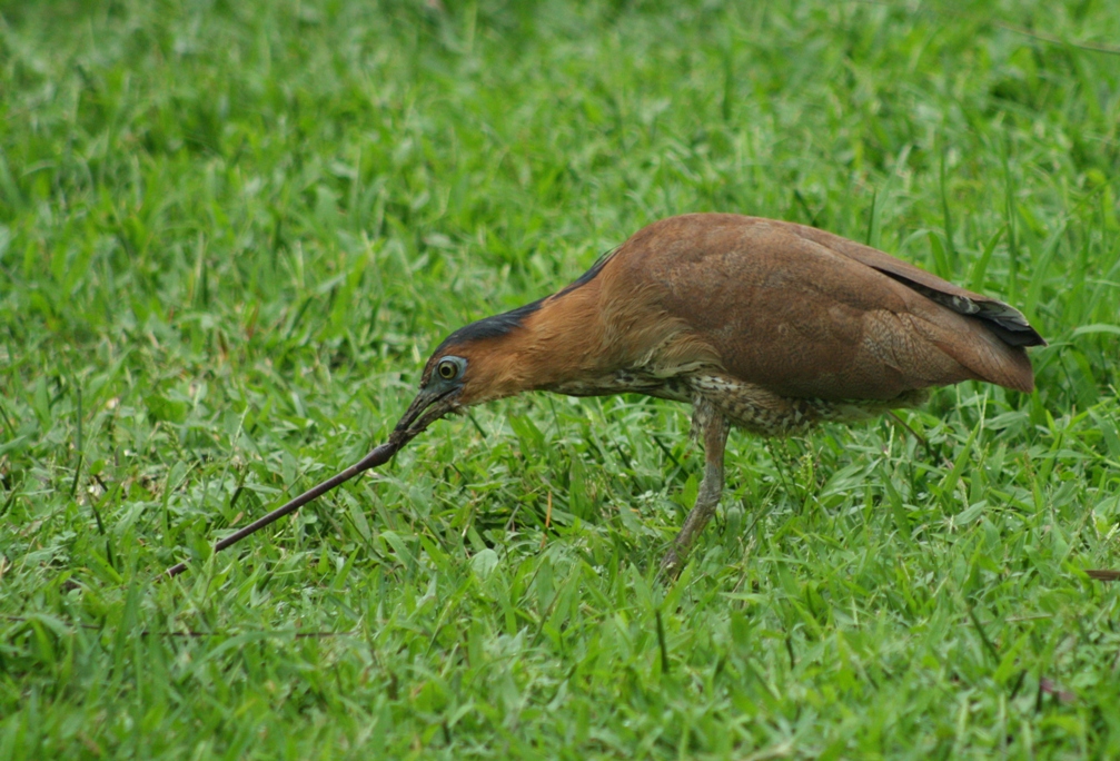 malayan night heron
