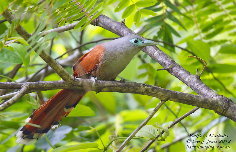 raffles`s malkoha