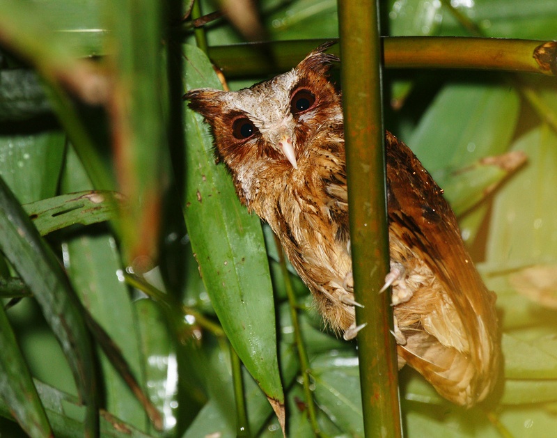 white fronted scops owl