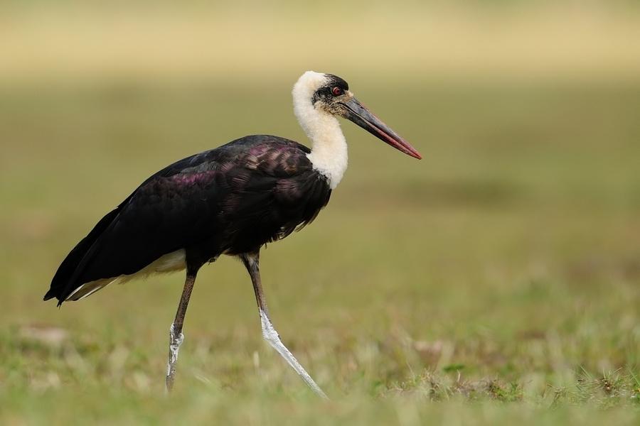 whooly necked stork