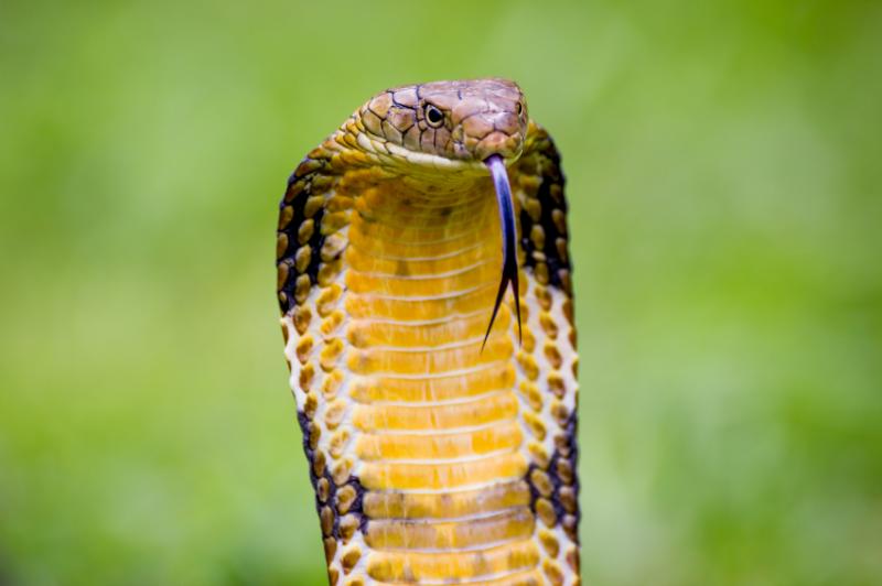 king cobra ophiophagus hannah 800x600