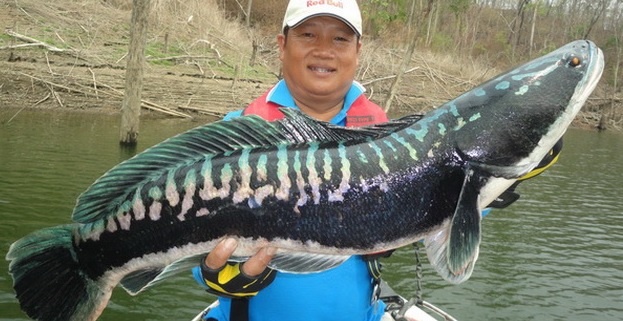 giant snakehead
