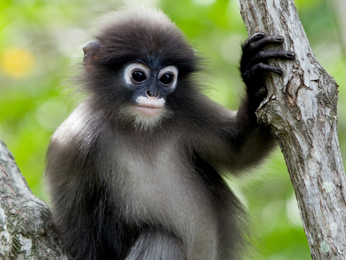 phayres langur animal photos