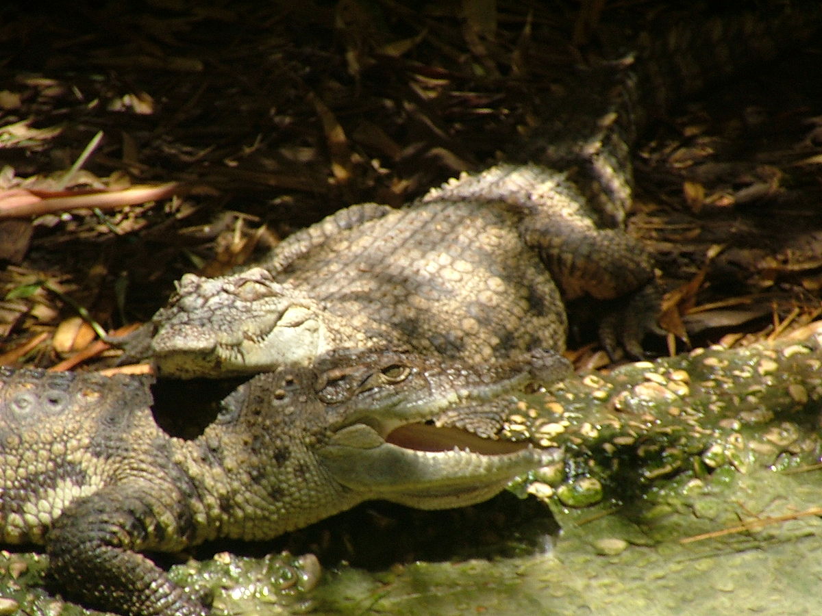 1200px Siamese Crocodiles