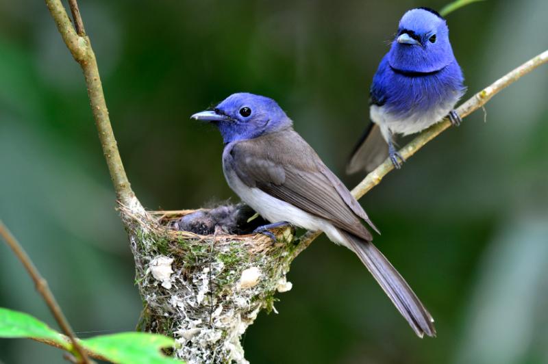 black naped monarch couple nest 800x600