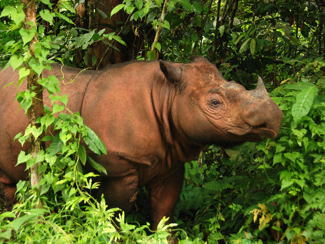 Sumatran rhino 3 (c) Bill Konstant International Rhino Foundation