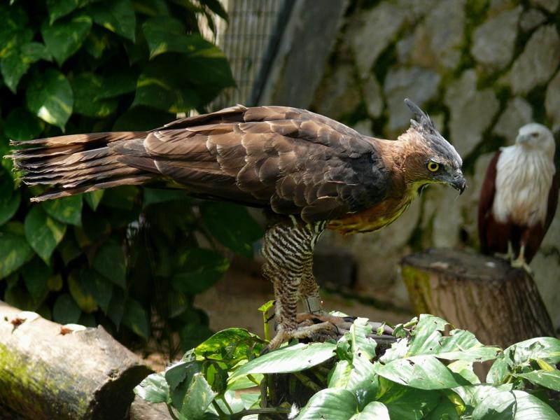 Wallace`s Hawk eagle