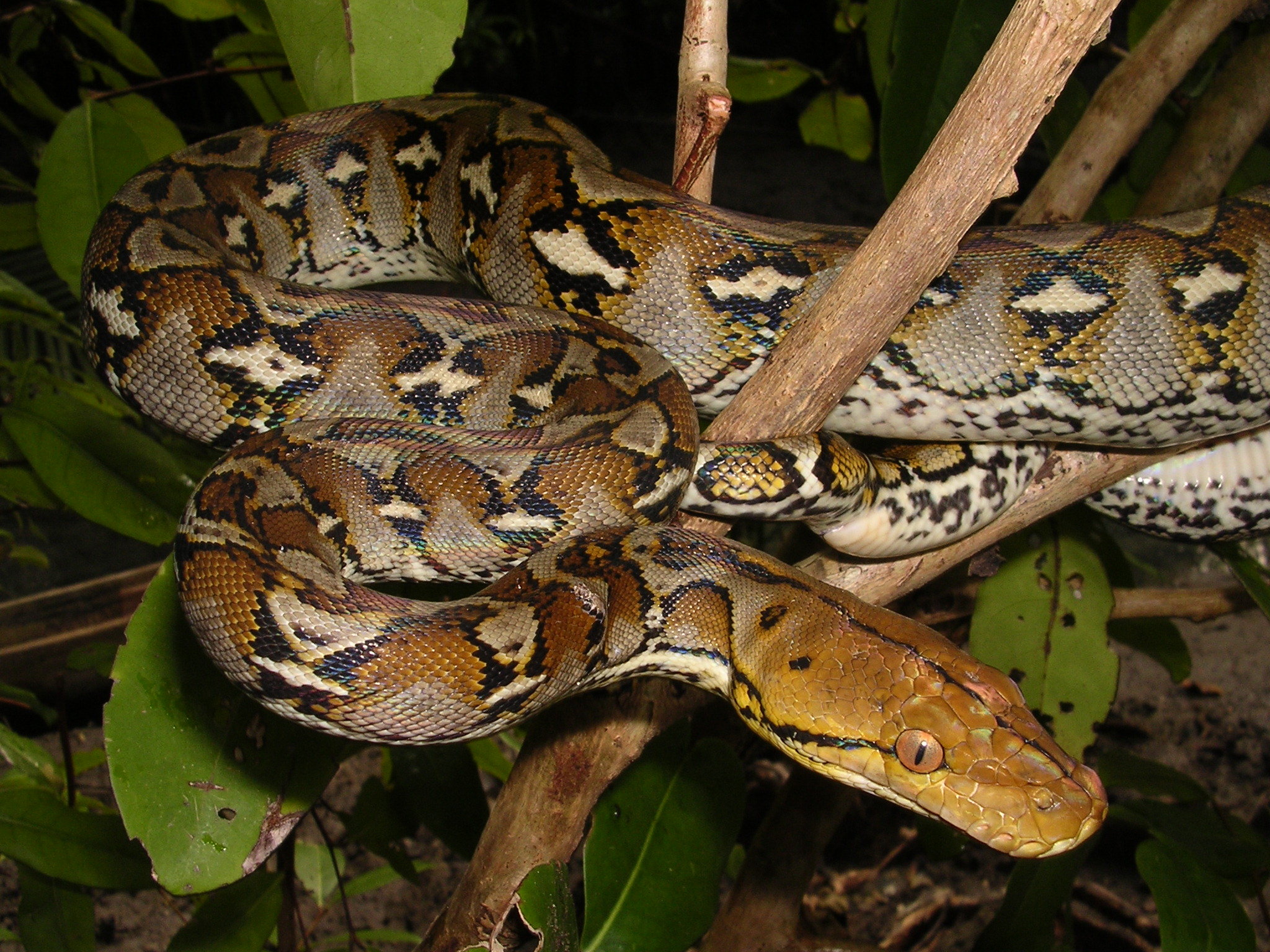 Reticalated python